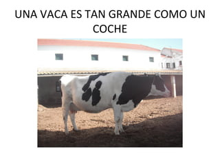 UNA VACA ES TAN GRANDE COMO UN
             COCHE
 