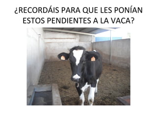 ¿RECORDÁIS PARA QUE LES PONÍAN
  ESTOS PENDIENTES A LA VACA?
 