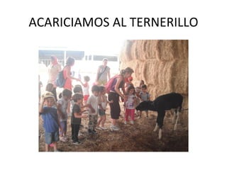 ACARICIAMOS AL TERNERILLO
 