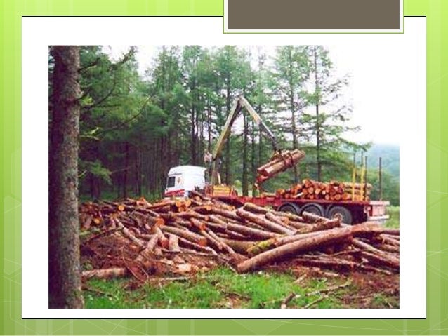 La explotacion forestal