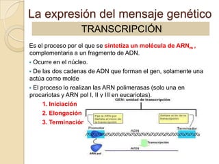 La expresión del mensaje genético
                 TRANSCRIPCIÓN
Es el proceso por el que se sintetiza un molécula de ARNm ,
complementaria a un fragmento de ADN.
 Ocurre en el núcleo.
 De las dos cadenas de ADN que forman el gen, solamente una
actúa como molde
 El proceso lo realizan las ARN polimerasas (solo una en
procariotas y ARN pol I, II y III en eucariotas).
      1. Iniciación
      2. Elongación
      3. Terminación
 