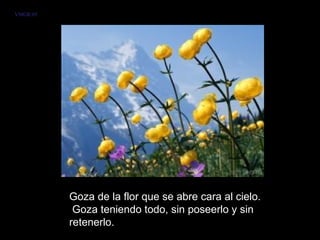 Goza de la flor que se abre cara al cielo.  Goza teniendo todo, sin poseerlo y sin retenerlo.  VMGR/05 