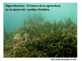 Algas Marinas: El Futuro de la agricultura
en la época del cambio climático
Foto: Cindy Fernández G. UCR
 