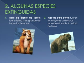 1.   Tigre de diente de sable:     2. Oso de cara corta: fueron
     fue el felino más grande de      los mayores carnívoros
     todos los tiempos.               terrestres durante la edad
                                      de hielo.
 
