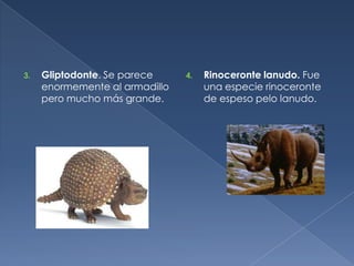 3.   Gliptodonte. Se parece     4.   Rinoceronte lanudo. Fue
     enormemente al armadillo        una especie rinoceronte
     pero mucho más grande.          de espeso pelo lanudo.
 