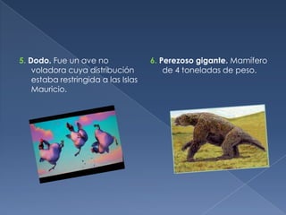 5. Dodo. Fue un ave no               6. Perezoso gigante. Mamífero
    voladora cuya distribución           de 4 toneladas de peso.
    estaba restringida a las Islas
    Mauricio.
 