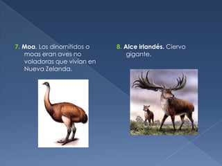 7. Moa. Los dinornítidos o   8. Alce irlandés. Ciervo
   moas eran aves no             gigante.
   voladoras que vivían en
   Nueva Zelanda.
 