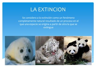 LA EXTINCION
Se considera a la extinción como un fenómeno
completamente natural resultado de un proceso en el
que una especie se origina a partir de otra la que se
extingue
 