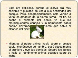  Esto era delicioso, porque el ciervo era muy
 sociable y gustaba de ver a sus amistades del
 bosque. Pero, desgraciadamente, sólo venían a
 verlo los amantes de la hierba tierna. Por fin, se
 acabó el alimento del ciervo, ya que los
 mordisqueantes conejos y la hambrienta cabra
 habían devorado toda la hierba que había al
 alcance del ciervo herido.




 Mientras el pobre animal yacía sobre el pelado
 suelo, muriéndose de hambre, pasó casualmente
 el granjero y oyó sus gemidos. Separó las zarzas
 y halló al hambriento animal estirado sobre su
 lecho.
 