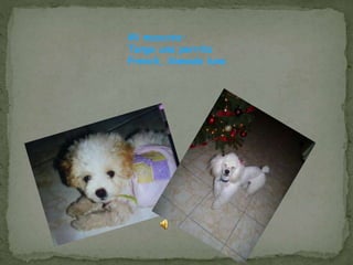 Mi mascota:
Tengo una perrita
French, llamada luna.
 