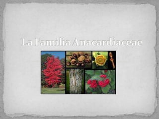 La Familia Anacardiaceae 