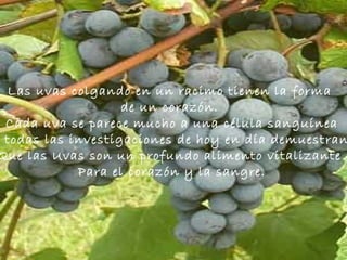 Las uvas colgando en un racimo tienen la forma  de un corazón.  Cada uva se parece mucho a una célula sanguínea Y todas las investigaciones de hoy en día demuestran  Que las Uvas son un profundo alimento vitalizante  Para el corazón y la sangre. 