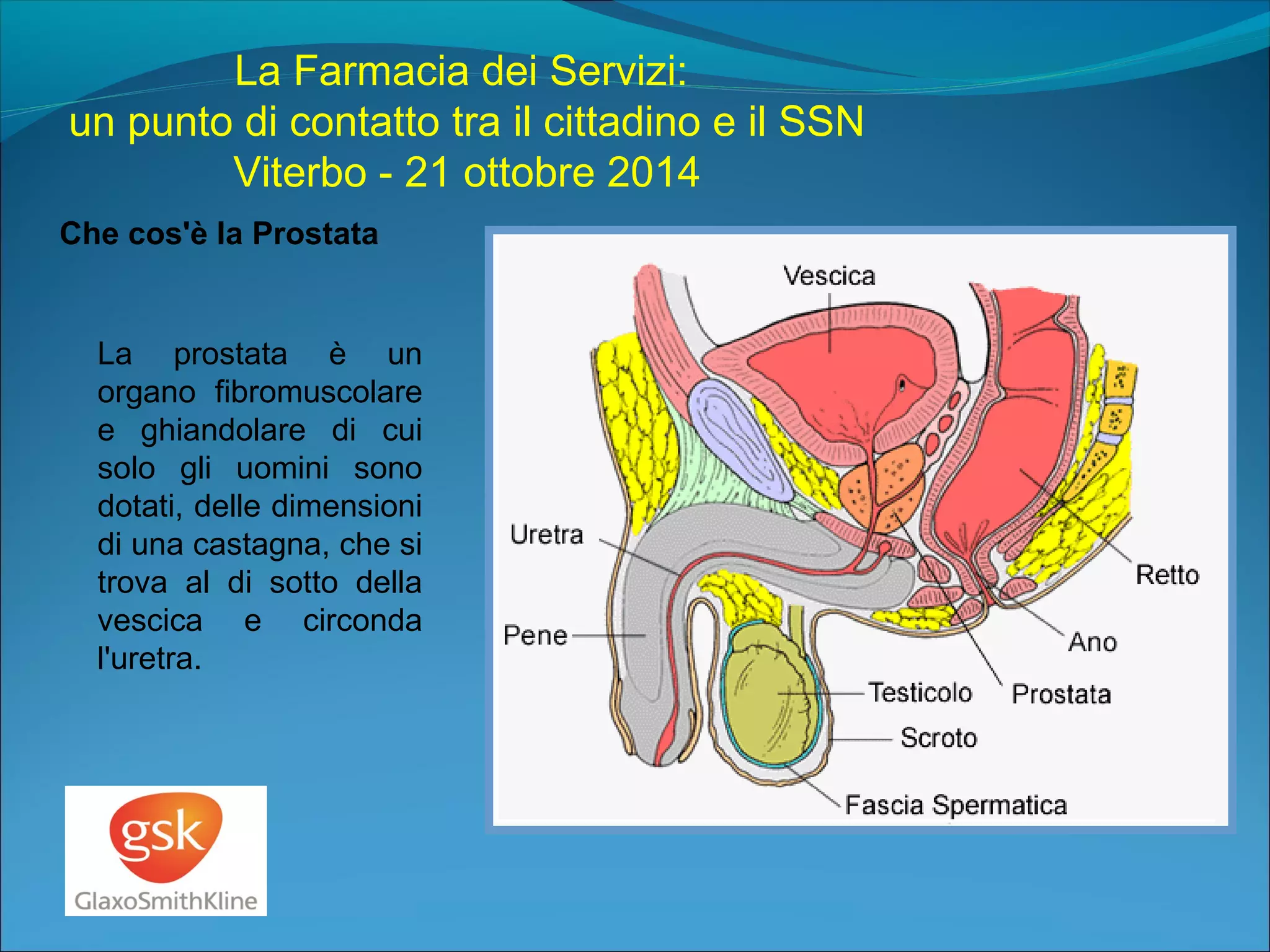 Prostata In English Prostata, psa plasmatico, fisiopatologia, terapia | PPT