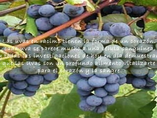 Las uvas en racimo tienen la forma de un corazón.  cada uva se parece mucho a una célula sanguínea, y todas las investigaciones de hoy en día demuestran  que las Uvas son un profundo alimento vitalizarte  para el corazón y la sangre. 