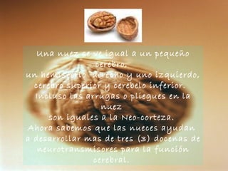 Una nuez se ve igual a un pequeño cerebro,  un hemisferio  derecho y uno izquierdo,  cerebro superior y cerebelo inferior.   Incluso las arrugas o pliegues en la nuez  son iguales a la Neo-corteza.  Ahora sabemos que las nueces ayudan  a desarrollar mas de tres (3) docenas de neurotransmisores para la función cerebral.  