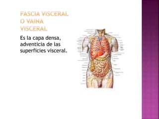 Es la capa densa,
adventicia de las
superficies visceral.
 