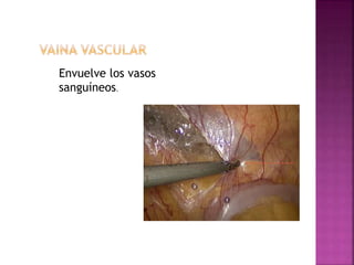 Envuelve los vasos
sanguíneos.
 