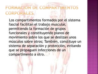 Los compartimentos formados por el sistema
fascial facilitan el trabajo muscular,
permitiendo la formación de grupos
funcionales y constituyendo planos de
movimiento sobre los que se deslizan unos
músculos sobre otros; También, constituye un
sistema de separación y protección, evitando
que se propaguen infecciones de un
compartimento a otro.
 
