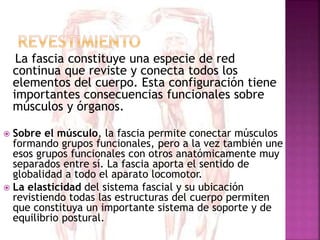 La fascia constituye una especie de red
continua que reviste y conecta todos los
elementos del cuerpo. Esta configuración tiene
importantes consecuencias funcionales sobre
músculos y órganos.
 Sobre el músculo, la fascia permite conectar músculos
formando grupos funcionales, pero a la vez también une
esos grupos funcionales con otros anatómicamente muy
separados entre sí. La fascia aporta el sentido de
globalidad a todo el aparato locomotor.
 La elasticidad del sistema fascial y su ubicación
revistiendo todas las estructuras del cuerpo permiten
que constituya un importante sistema de soporte y de
equilibrio postural.
 