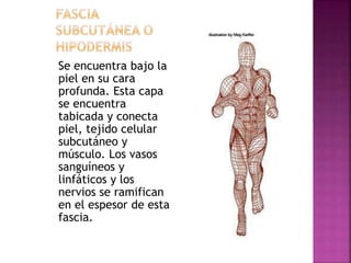 Se encuentra bajo la
piel en su cara
profunda. Esta capa
se encuentra
tabicada y conecta
piel, tejido celular
subcutáneo y
músculo. Los vasos
sanguíneos y
linfáticos y los
nervios se ramifican
en el espesor de esta
fascia.
 