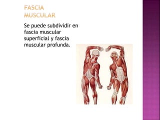 Se puede subdividir en
fascia muscular
superficial y fascia
muscular profunda.
 