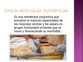 Es una membrana conjuntiva que
envuelve el músculo separándolo de
los músculos vecinos y los separa en
grupos funcionales evitando que se
rocen y favoreciendo su movilidad.
 