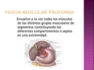 Envuelve a la vez todos los músculos
de los distintos grupos musculares de
segmentos constituyendo los
diferentes compartimentos o septos
en una extremidad.
 