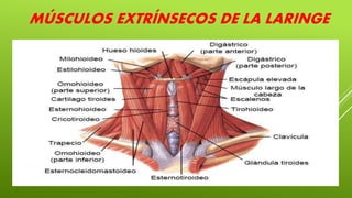 MÚSCULOS EXTRÍNSECOS DE LA LARINGE
 