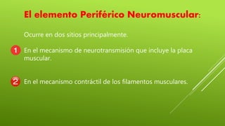 Ocurre en dos sitios principalmente.
En el mecanismo de neurotransmisión que incluye la placa
muscular.
En el mecanismo contráctil de los filamentos musculares.
El elemento Periférico Neuromuscular:
 