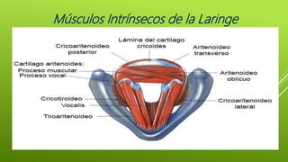Músculos Intrínsecos de la Laringe
 