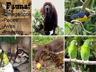 Fauna:
-Cinegéticos
-Peces
-Aves
-Insectos
 
