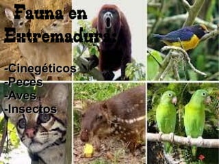 Fauna en
Extremadura:
-Cinegéticos-Cinegéticos
-Peces-Peces
-Aves-Aves
-Insectos-Insectos
 