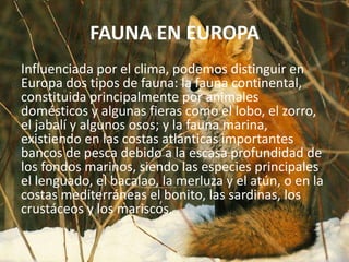FAUNA EN EUROPA
Influenciada por el clima, podemos distinguir en
Europa dos tipos de fauna: la fauna continental,
constituida principalmente por animales
domésticos y algunas fieras como el lobo, el zorro,
el jabalí y algunos osos; y la fauna marina,
existiendo en las costas atlánticas importantes
bancos de pesca debido a la escasa profundidad de
los fondos marinos, siendo las especies principales
el lenguado, el bacalao, la merluza y el atún, o en la
costas mediterráneas el bonito, las sardinas, los
crustáceos y los mariscos.
 