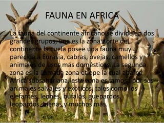 FAUNA EN AFRICA
La fauna del continente africano se divide en dos
grandes grupos, una es la zona norte del
continente la cuela posee una fauna muy
parecida a Eurasia, cabras, ovejas, camellos y
animales de usos más domésticos. La segunda
zona es la llamada zona etíope la cual abarca
África subsahariana, esta zona es famosa por sus
animales salvajes y exóticos, tales como los
elefantes, leones, búfalos, guepardos,
leopardos, hienas y muchos más.
 