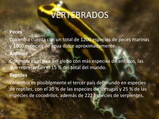VERTEBRADOS
Peces
Colombia cuenta con un total de 1200 especies de peces marinas
y 1600 especies de agua dulce aproximadamente.
Anfibios
Colombia es el país del globo con más especies de anfibios, las
que representan el 15 % del total del mundo.
Reptiles
Colombia es posiblemente el tercer país del mundo en especies
de reptiles, con el 30 % de las especies de tortugas y 25 % de las
especies de cocodrilos, además de 222 especies de serpientes.
 