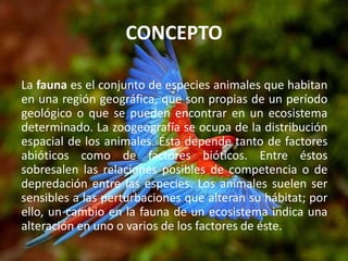 CONCEPTO
La fauna es el conjunto de especies animales que habitan
en una región geográfica, que son propias de un período
geológico o que se pueden encontrar en un ecosistema
determinado. La zoogeografía se ocupa de la distribución
espacial de los animales. Ésta depende tanto de factores
abióticos como de factores bióticos. Entre éstos
sobresalen las relaciones posibles de competencia o de
depredación entre las especies. Los animales suelen ser
sensibles a las perturbaciones que alteran su hábitat; por
ello, un cambio en la fauna de un ecosistema indica una
alteración en uno o varios de los factores de éste.
 