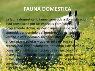 FAUNA DOMESTICA
La fauna doméstica, o fauna sometida a domesticación,
está constituida por las especies domésticas
propiamente dichas, es decir, aquellas especies
sometidas al dominio del hombre, que se habitúan a
vivir bajo este dominio sin necesidad de estar
encerradas o sujetas y que en este estado se
reproducen indefinidamente, teniendo este dominio
como objetivo la explotación de la capacidad de
diversos animales de producir trabajo, carne, lana,
pieles, plumas, huevos, compañía y otros productos y
servicios (el caballo, el buey, la oveja, la cabra, el gato,
el perro, la gallina, el cerdo, entre otros).
 