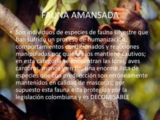 FAUNA AMANSADA
• Son individuos de especies de fauna silvestre que
han sufrido un proceso de humanización,
comportamientos condicionados y reacciones
manipuladas por quienes los mantiene cautivos;
en esta categoría se encuentran las loras, aves
cantoras, monos y en fin, una enorme lista de
especies que con predilección son erróneamente
mantenidos en calidad de mascotas; por
supuesto esta fauna esta protegida por la
legislación colombiana y es DECOMISABLE .
 