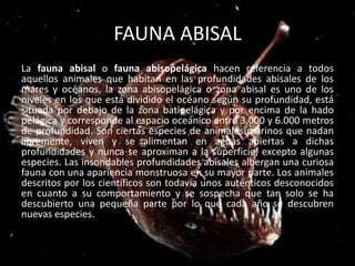 FAUNA ABISAL
La fauna abisal o fauna abisopelágica hacen referencia a todos
aquellos animales que habitan en las profundidades abisales de los
mares y océanos, la zona abisopelágica o zona abisal es uno de los
niveles en los que está dividido el océano según su profundidad, está
situada por debajo de la zona batipelágica y por encima de la hado
pelágica y corresponde al espacio oceánico entre 3.000 y 6.000 metros
de profundidad. Son ciertas especies de animales marinos que nadan
libremente, viven y se alimentan en aguas abiertas a dichas
profundidades y nunca se aproximan a la superficie, excepto algunas
especies. Las insondables profundidades abisales albergan una curiosa
fauna con una apariencia monstruosa en su mayor parte. Los animales
descritos por los científicos son todavía unos auténticos desconocidos
en cuanto a su comportamiento y se sospecha que tan solo se ha
descubierto una pequeña parte por lo que cada año se descubren
nuevas especies.
 