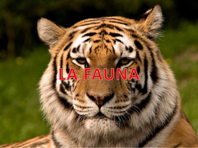 La Fauna