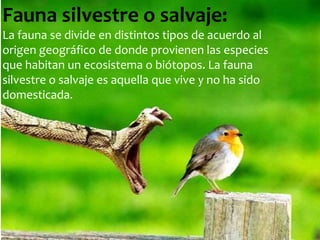 Fauna silvestre o salvaje:
La fauna se divide en distintos tipos de acuerdo al
origen geográfico de donde provienen las especies
que habitan un ecosistema o biótopos. La fauna
silvestre o salvaje es aquella que vive y no ha sido
domesticada.

 
