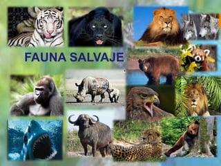 FAUNA SALVAJE

 