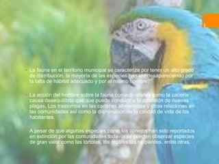  La fauna en el territorio municipal se caracteriza por tener un alto grado
de distribución, la mayoría de las especies han ido desapareciendo por
la falta de hábitat adecuado y por el mismo hombre.
 La acción del hombre sobre la fauna con actividades como la cacería
causa desequilibrio que que puede conducir a la aparición de nuevas
plagas. Los trastornos en las cadenas alimenticias y otras relaciones en
las comunidades así como la disminución de la calidad de vida de los
habitantes.
 A pesar de que algunas especies como los conejos han sido reportados
en extinción por las comunidades todavía se pueden observar especies
de gran valor como las tórtolas, los reptiles las serpientes, entre otras.

 