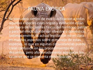 FAUNA EXÓTICA
• Se considera dentro de esta clasificación a todas
aquellas especies cuyo origen y evolución están
por fuera de los límites físicos del territorio patrio
y para tal efecto puede ser silvestre o doméstica;
lastimosamente, la actual legislación no es clara
en muchos aspectos sobre el manejo de estas
especies, lo que en algunas circunstancias puede
crear confusión en los procedimientos de
decomiso, pero afortunadamente son pocos los
casos en que se presenta esta situación.

 