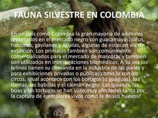 FAUNA SILVESTRE EN COLOMBIA
En un país como Colombia la gran mayoría de animales
reportados en el mercado negro son guacamayas, loros,
halcones, gavilanes y águilas, algunas de éstas en vía de
extinción. Los primates también son comúnmente
comercializados para el mercado de mascotas y también
son utilizados en investigaciones biomédicas; A su vez los
felinos tienen su demanda en la industria de las pieles y
para exhibiciones privadas o públicas como lo son los
circos. Igual acontece con los borugos (o guaguas), las
dantas, las babillas y el caimán negro. Las iguanas, las
boas y las tortugas se han visto muy afectadas tanto por
la captura de ejemplares vivos como la de sus huevos.

 