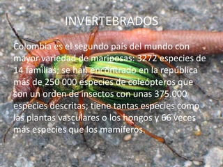 INVERTEBRADOS
Colombia es el segundo país del mundo con
mayor variedad de mariposas: 3272 especies de
14 familias; se han encontrado en la república
más de 250 000 especies de coleópteros que
son un orden de insectos con unas 375.000
especies descritas; tiene tantas especies como
las plantas vasculares o los hongos y 66 veces
más especies que los mamíferos.

 