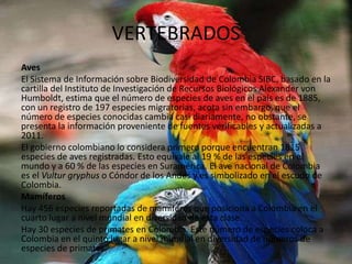 VERTEBRADOS
Aves
El Sistema de Información sobre Biodiversidad de Colombia SIBC, basado en la
cartilla del Instituto de Investigación de Recursos Biológicos Alexander von
Humboldt, estima que el número de especies de aves en el país es de 1885,
con un registro de 197 especies migratorias, acota sin embargo, que el
número de especies conocidas cambia casi diariamente, no obstante, se
presenta la información proveniente de fuentes verificables y actualizadas a
2011.
El gobierno colombiano lo considera primero porque encuentran 1815
especies de aves registradas. Esto equivale al 19 % de las especies en el
mundo y a 60 % de las especies en Suramérica. El ave nacional de Colombia
es el Vultur gryphus o Cóndor de los Andes y es simbolizado en el escudo de
Colombia.
Mamíferos
Hay 456 especies reportadas de mamíferos que posiciona a Colombia en el
cuarto lugar a nivel mundial en diversidad de esta clase.
Hay 30 especies de primates en Colombia. Este número de especies coloca a
Colombia en el quinto lugar a nivel mundial en diversidad de números de
especies de primates.

 