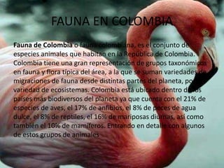 FAUNA EN COLOMBIA
Fauna de Colombia o fauna colombiana, es el conjunto de
especies animales que habitan en la República de Colombia.
Colombia tiene una gran representación de grupos taxonómicos
en fauna y flora típica del área, a la que se suman variedades de
migraciones de fauna desde distintas partes del planeta, por la
variedad de ecosistemas. Colombia está ubicado dentro de los
países más biodiversos del planeta ya que cuenta con el 21% de
especies de aves, el 17% de anfibios, el 8% de peces de agua
dulce, el 8% de reptiles, el 16% de mariposas diurnas, así como
también el 10% de mamíferos. Entrando en detalle con algunos
de estos grupos de animales

 