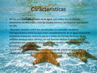 Características
• De los artrópodos que viven en el agua, casi todos los crustáceos,
raramente los arácnidos y son en escaso número los insectos que moran
en ella.
• Abundan también entre los vertebrados los animales acuáticos
distinguiéndose entre los que viven completamente en el agua respirando
mediante branquias como los peces y todas las formas larvarias de los
anfibios aunque estos últimos, en sus formas adultas (con respiración
pulmonar) son unas veces acuáticos como la rana y la salamandra y otras,
terrestres como el sapo.
• Los demás vertebrados respiran por medio de pulmones pero esto no es
obstáculo a que haya entre ellos muchas especies acuáticas como:
 