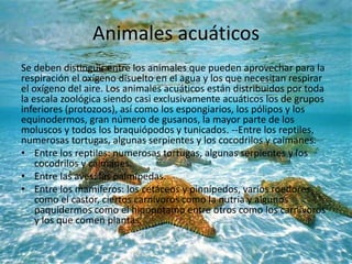 Animales acuáticos
Se deben distinguir entre los animales que pueden aprovechar para la
respiración el oxígeno disuelto en el agua y los que necesitan respirar
el oxígeno del aire. Los animales acuáticos están distribuidos por toda
la escala zoológica siendo casi exclusivamente acuáticos los de grupos
inferiores (protozoos), así como los espongiarios, los pólipos y los
equinodermos, gran número de gusanos, la mayor parte de los
moluscos y todos los braquiópodos y tunicados. --Entre los reptiles,
numerosas tortugas, algunas serpientes y los cocodrilos y caimanes.
• Entre los reptiles: numerosas tortugas, algunas serpientes y los
cocodrilos y caimanes.
• Entre las aves: las palmípedas.
• Entre los mamíferos: los cetáceos y pinnípedos, varios roedores
como el castor, ciertos carnívoros como la nutria y algunos
paquidermos como el hipopótamo entre otros como los carnívoros
y los que comen plantas.
 